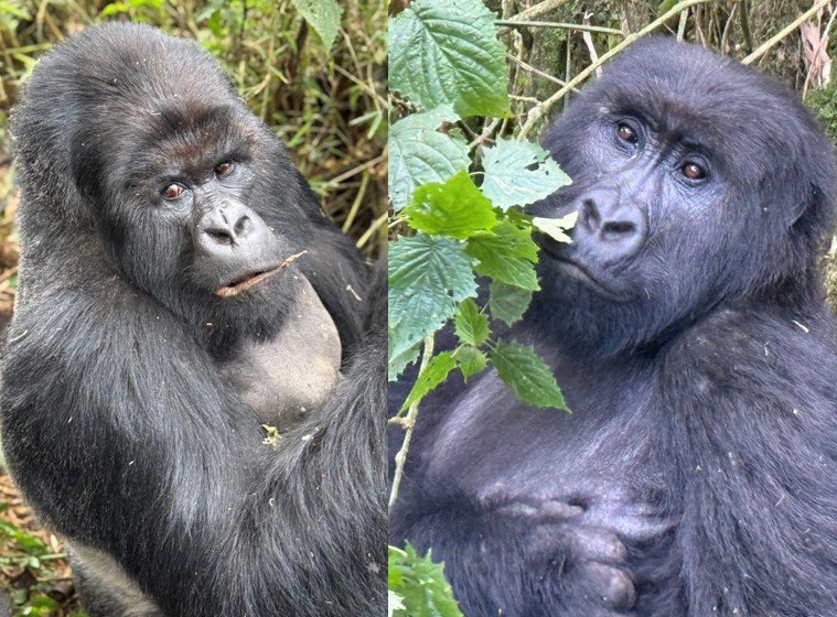 Of Gorillas, Corruption, and Tai Ji Men