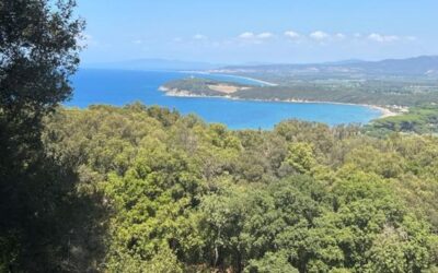 Political Charity and Fiscal Malevolence: The Story of Populonia and the Tai Ji Men Case