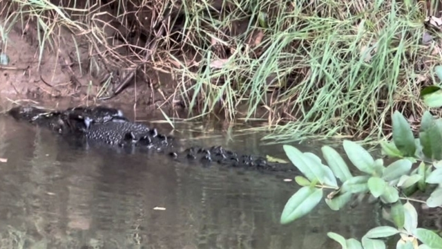 The “Old Nick” crocodile in Daintree Rainforest, safely photographed by the author from a boat.